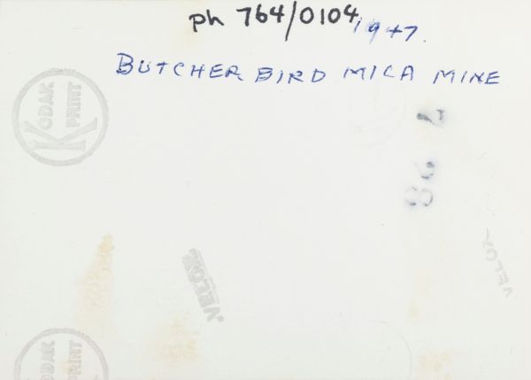 Butcher Bird Mica Mine