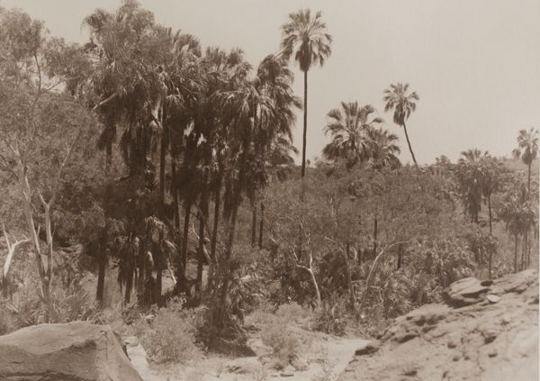Cluster of palms