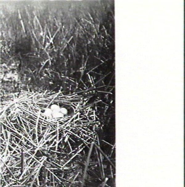 Bird nest with some eggs