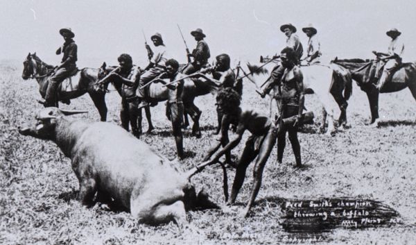 Fred Smith's champion throwing a buffalo