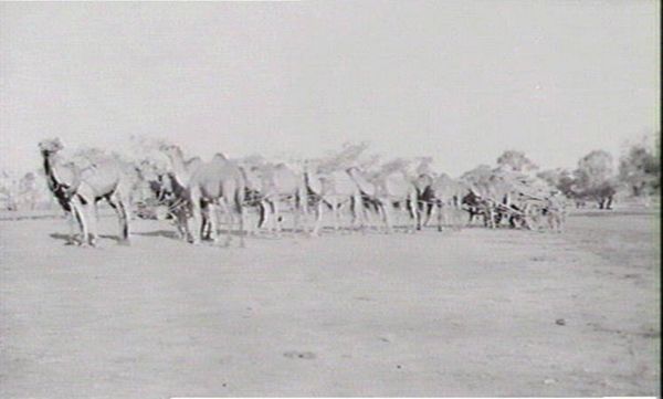 Camel train pulling a wagon