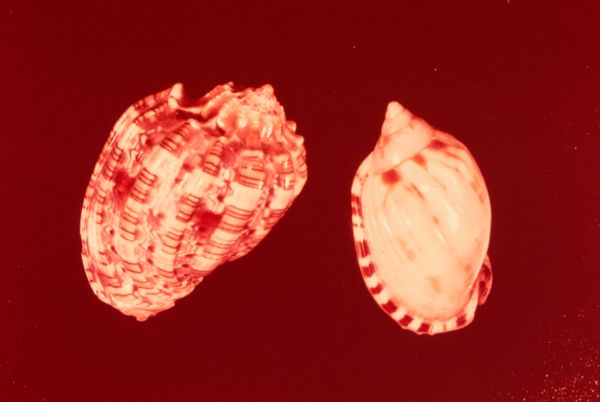 Shells of Northern Australia