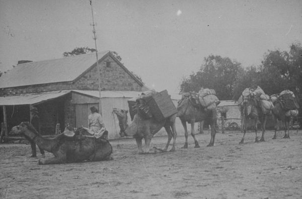Hooshta : camels in Central Australia.
