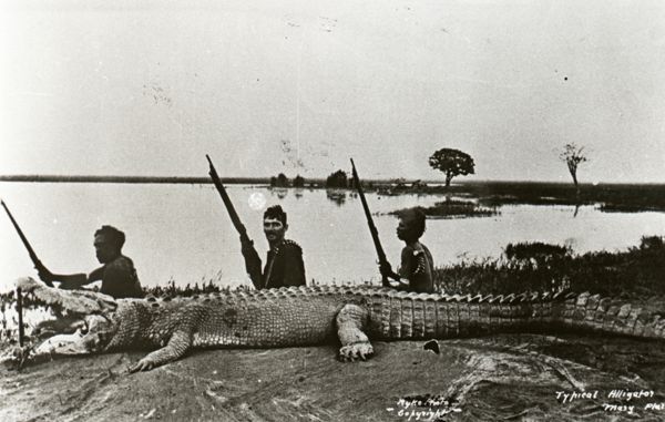 Typical alligator
