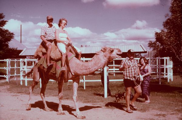 Hooshta : camels in Central Australia